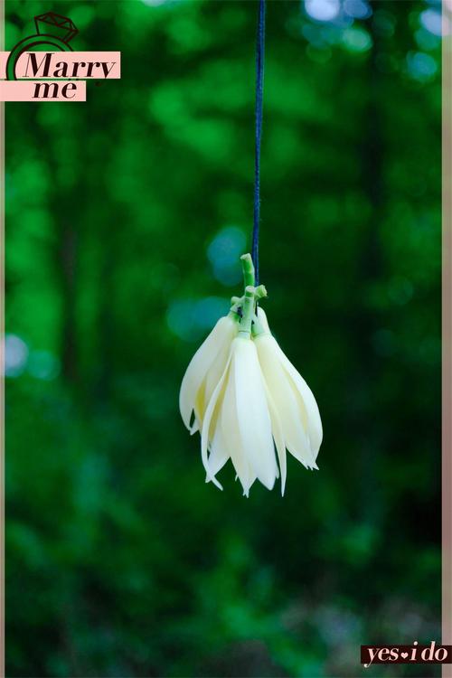 黄桷兰的嫁接方法,黄桷兰嫁接砧木用什么?-第3张图片-优品飞百科 黄桷兰的嫁接方法,黄桷兰嫁接砧木用什么?-第3张图片-优品飞百科