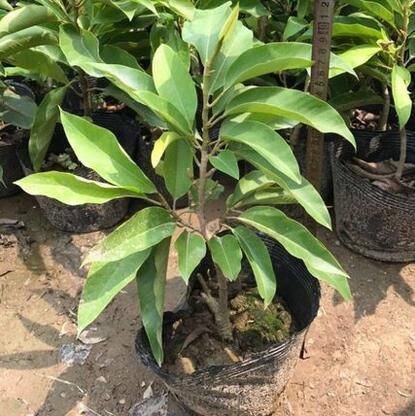 黄桷兰的嫁接方法,黄桷兰嫁接砧木用什么?-第4张图片-优品飞百科 黄桷兰的嫁接方法,黄桷兰嫁接砧木用什么?-第4张图片-优品飞百科