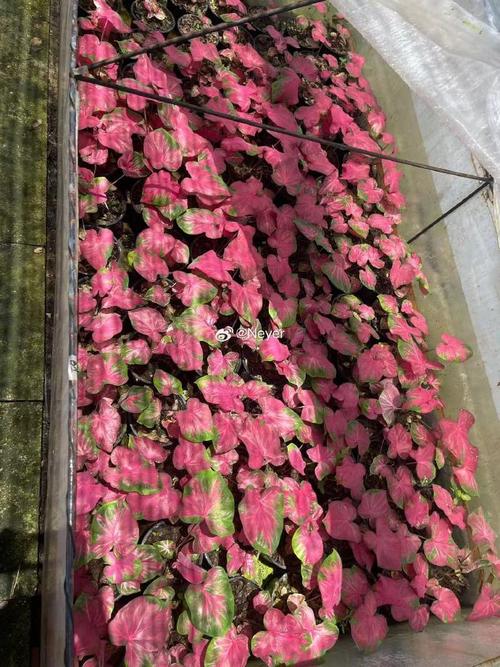 花叶芋的繁殖方法？花叶芋怎么过冬？-第2张图片-优品飞百科