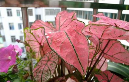 花叶芋的繁殖方法？花叶芋怎么过冬？-第3张图片-优品飞百科