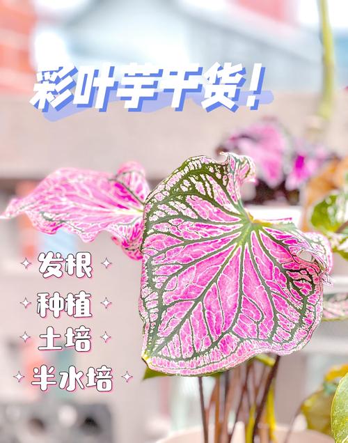 花叶芋的繁殖方法？花叶芋怎么过冬？-第5张图片-优品飞百科