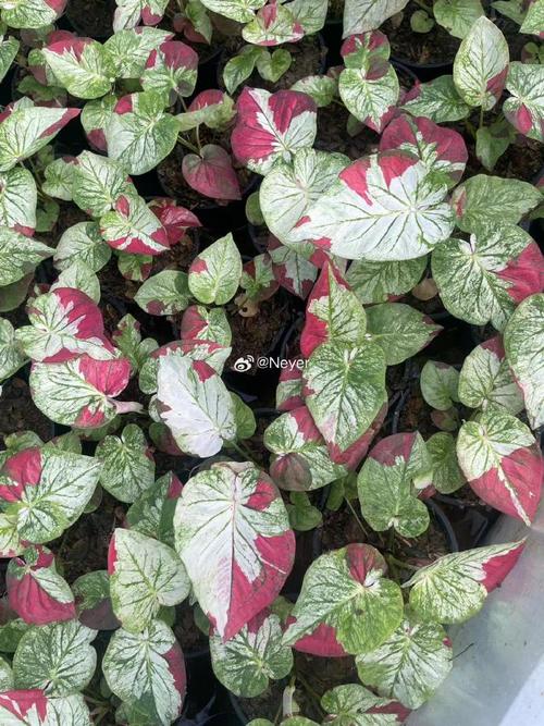 花叶芋的繁殖方法？花叶芋怎么过冬？-第6张图片-优品飞百科