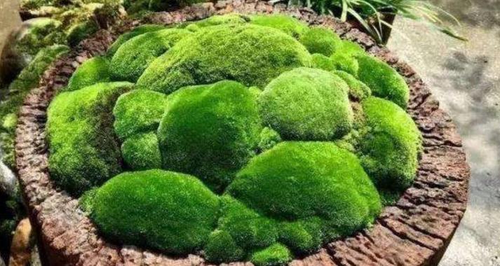 苔藓可以养在水中么？苔藓养在水里？