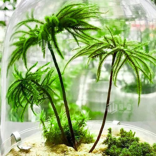 苔藓可以养在水中么？苔藓养在水里？-第2张图片-优品飞百科