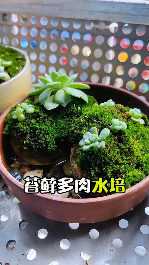 苔藓可以养在水中么？苔藓养在水里？-第3张图片-优品飞百科