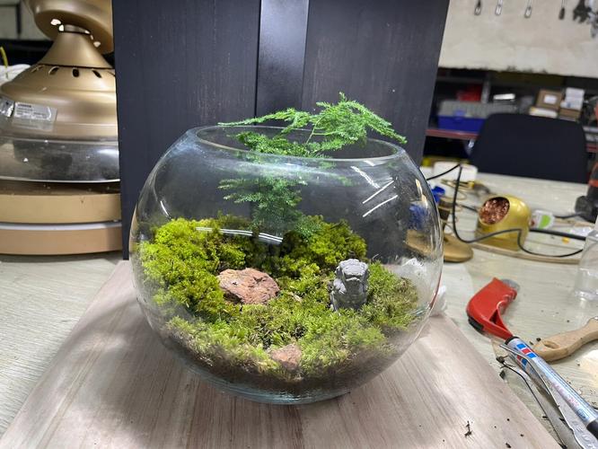 苔藓可以养在水中么？苔藓养在水里？-第4张图片-优品飞百科