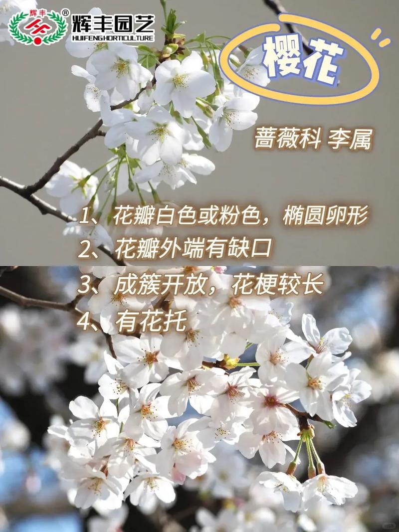 樱花开花前怎么养护，樱花开了怎么办-第2张图片-优品飞百科