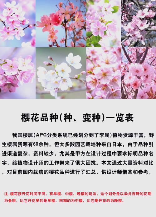 樱花开花前怎么养护，樱花开了怎么办-第3张图片-优品飞百科