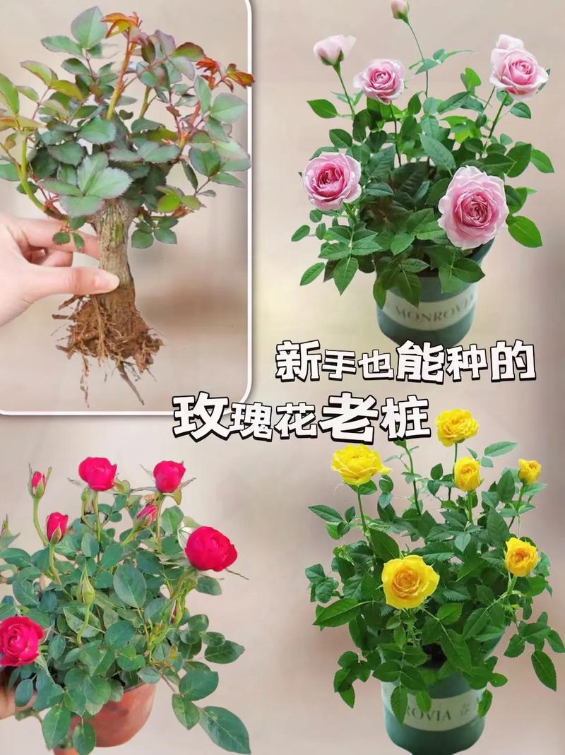 小玫瑰花的盆栽的花期？小玫瑰花盆栽怎么养？