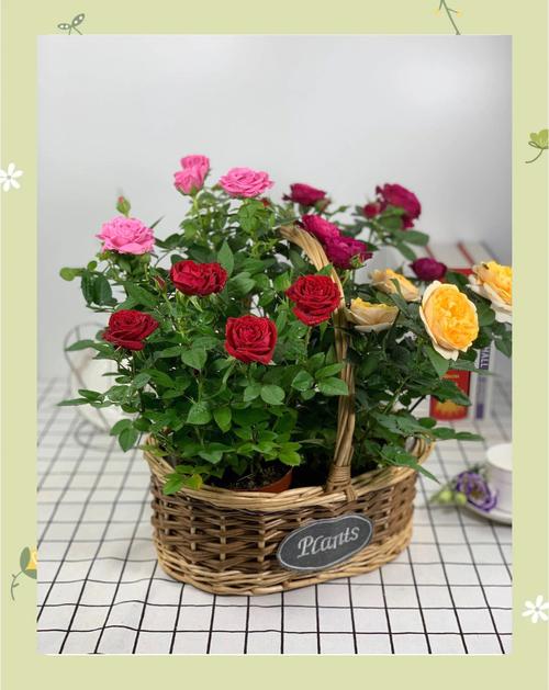 小玫瑰花的盆栽的花期？小玫瑰花盆栽怎么养？-第3张图片-优品飞百科