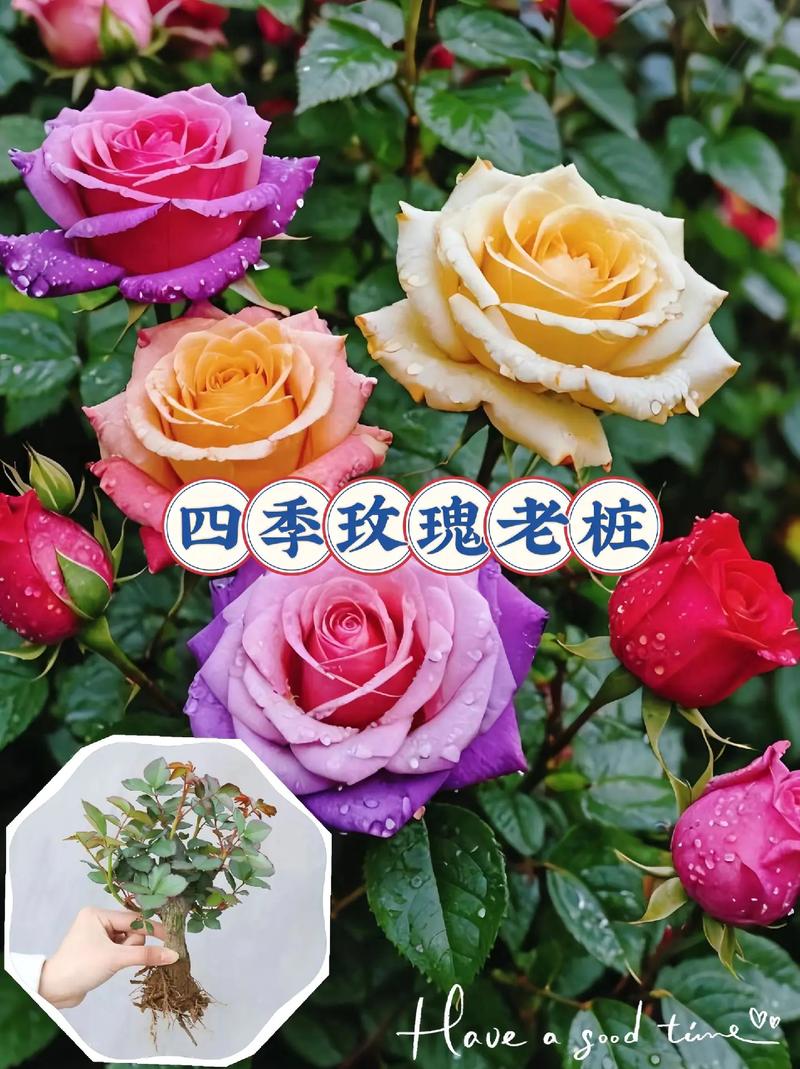 小玫瑰花的盆栽的花期？小玫瑰花盆栽怎么养？-第2张图片-优品飞百科