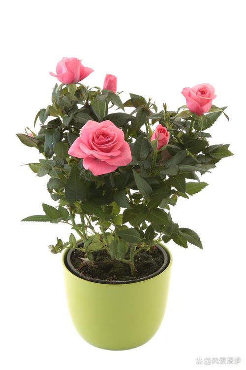 小玫瑰花的盆栽的花期？小玫瑰花盆栽怎么养？-第5张图片-优品飞百科