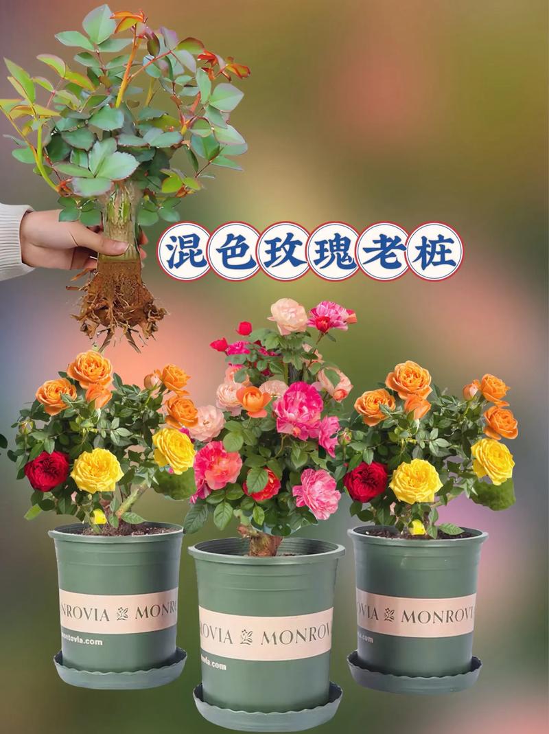 小玫瑰花的盆栽的花期？小玫瑰花盆栽怎么养？-第4张图片-优品飞百科