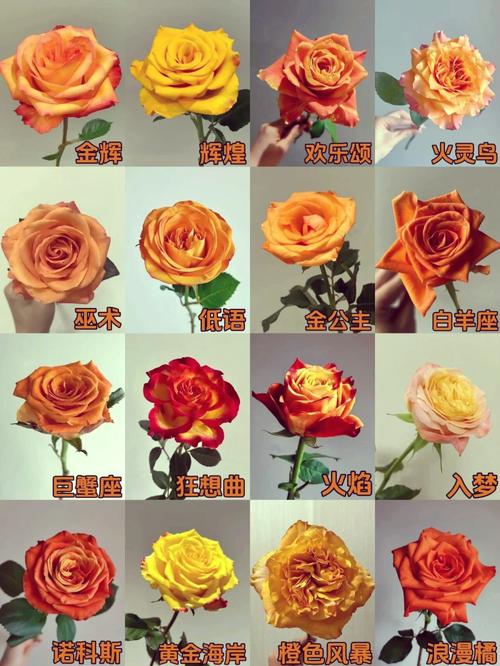 小玫瑰花的盆栽的花期？小玫瑰花盆栽怎么养？-第6张图片-优品飞百科
