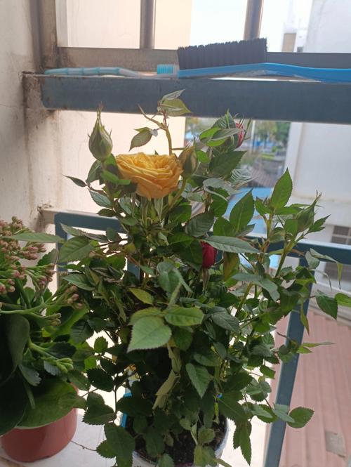 小玫瑰花的盆栽的花期？小玫瑰花盆栽怎么养？-第7张图片-优品飞百科