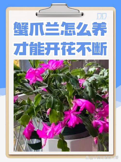蟹爪兰怎么养长得快？蟹爪兰怎么养才茂盛？-第4张图片-优品飞百科