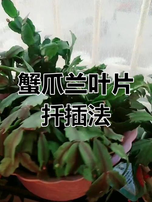 蟹爪兰怎么养长得快？蟹爪兰怎么养才茂盛？-第5张图片-优品飞百科