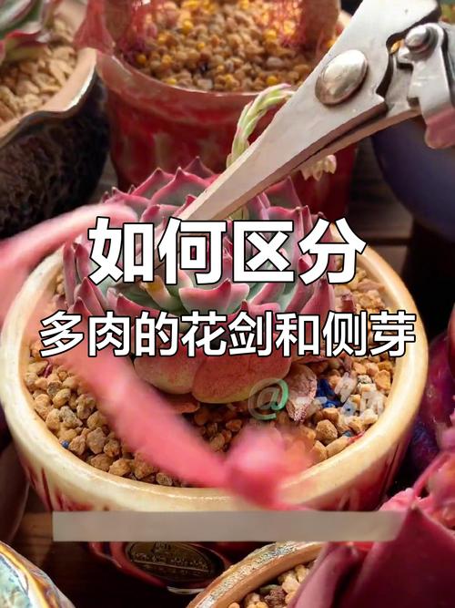 多肉侧芽怎么分株，多肉的侧芽怎么种