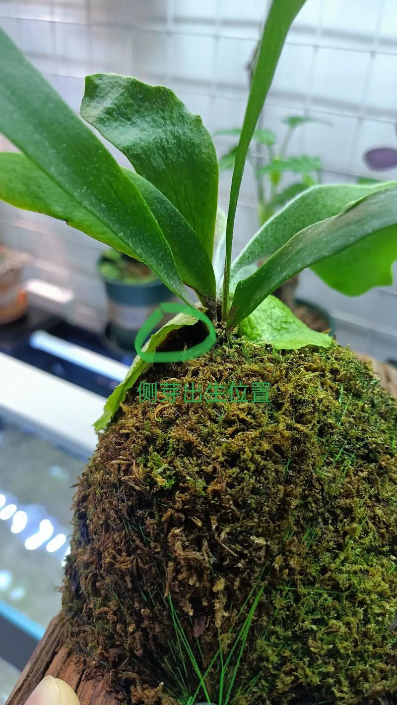 多肉侧芽怎么分株,多肉的侧芽怎么种-第2张图片-优品飞百科 多肉侧芽怎么分株,多肉的侧芽怎么种-第2张图片-优品飞百科