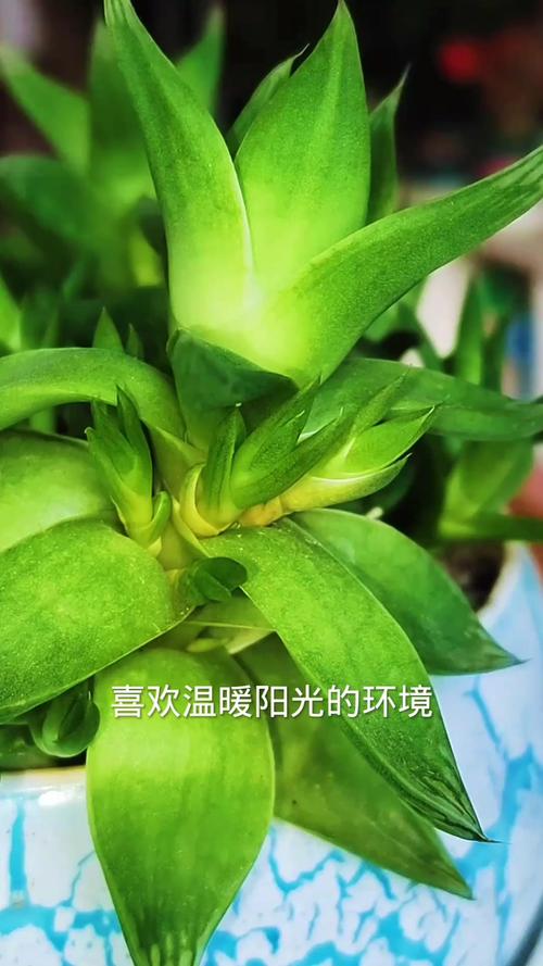多肉侧芽怎么分株,多肉的侧芽怎么种-第3张图片-优品飞百科 多肉侧芽怎么分株,多肉的侧芽怎么种-第3张图片-优品飞百科