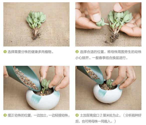 多肉侧芽怎么分株,多肉的侧芽怎么种-第4张图片-优品飞百科 多肉侧芽怎么分株,多肉的侧芽怎么种-第4张图片-优品飞百科