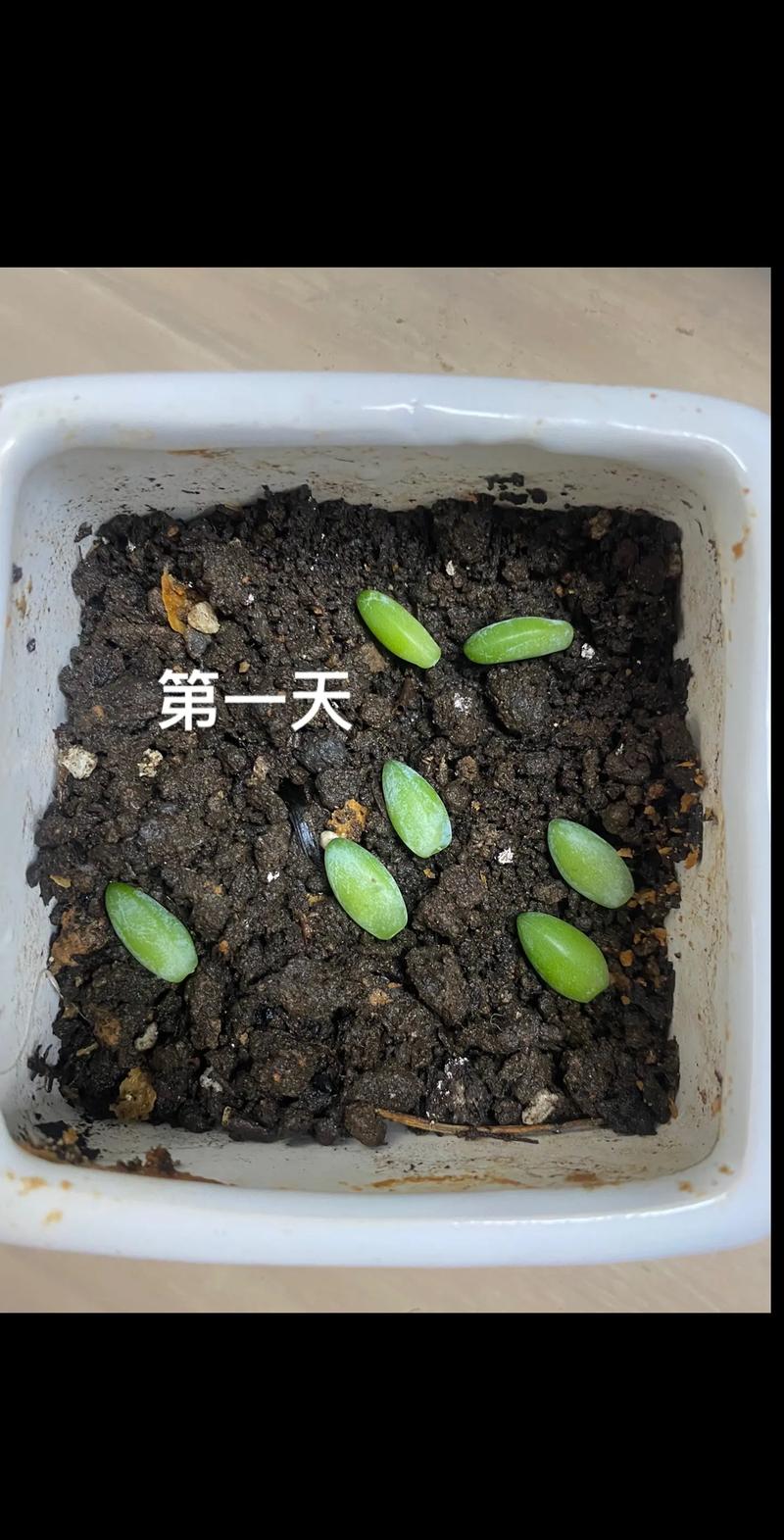 多肉侧芽怎么分株,多肉的侧芽怎么种-第6张图片-优品飞百科 多肉侧芽怎么分株,多肉的侧芽怎么种-第6张图片-优品飞百科