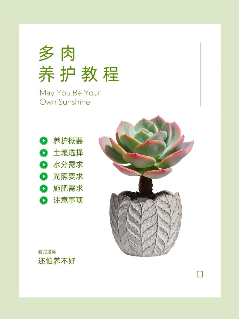 多肉侧芽怎么分株,多肉的侧芽怎么种-第8张图片-优品飞百科 多肉侧芽怎么分株,多肉的侧芽怎么种-第8张图片-优品飞百科