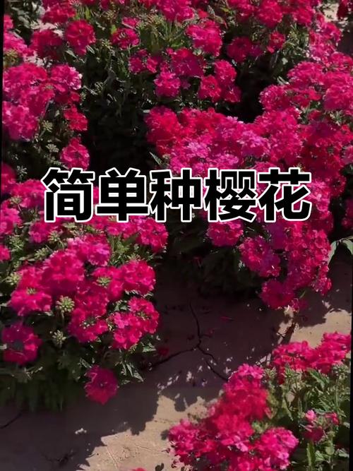 如何用种子种植美女樱？怎样播种美女樱种子？-第3张图片-优品飞百科