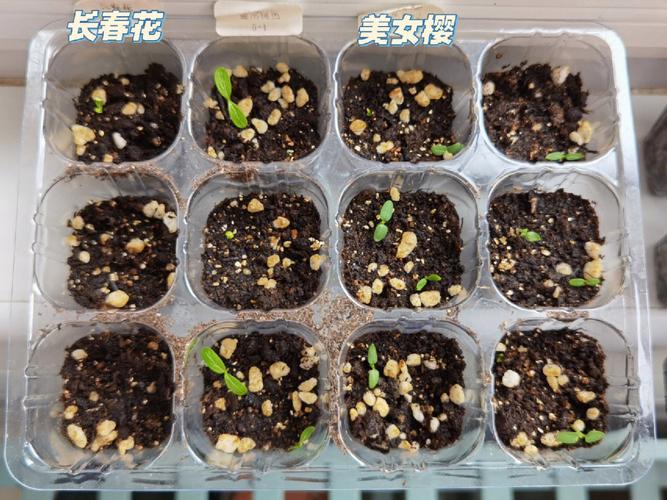 如何用种子种植美女樱？怎样播种美女樱种子？-第5张图片-优品飞百科