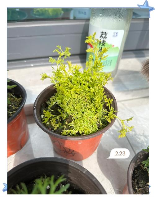 如何用种子种植美女樱？怎样播种美女樱种子？-第6张图片-优品飞百科
