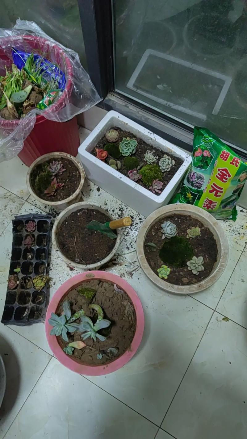 刚买的多肉植物怎么养,刚买回来的多肉怎样栽培?-第2张图片-优品飞百科 刚买的多肉植物怎么养,刚买回来的多肉怎样栽培?-第2张图片-优品飞百科