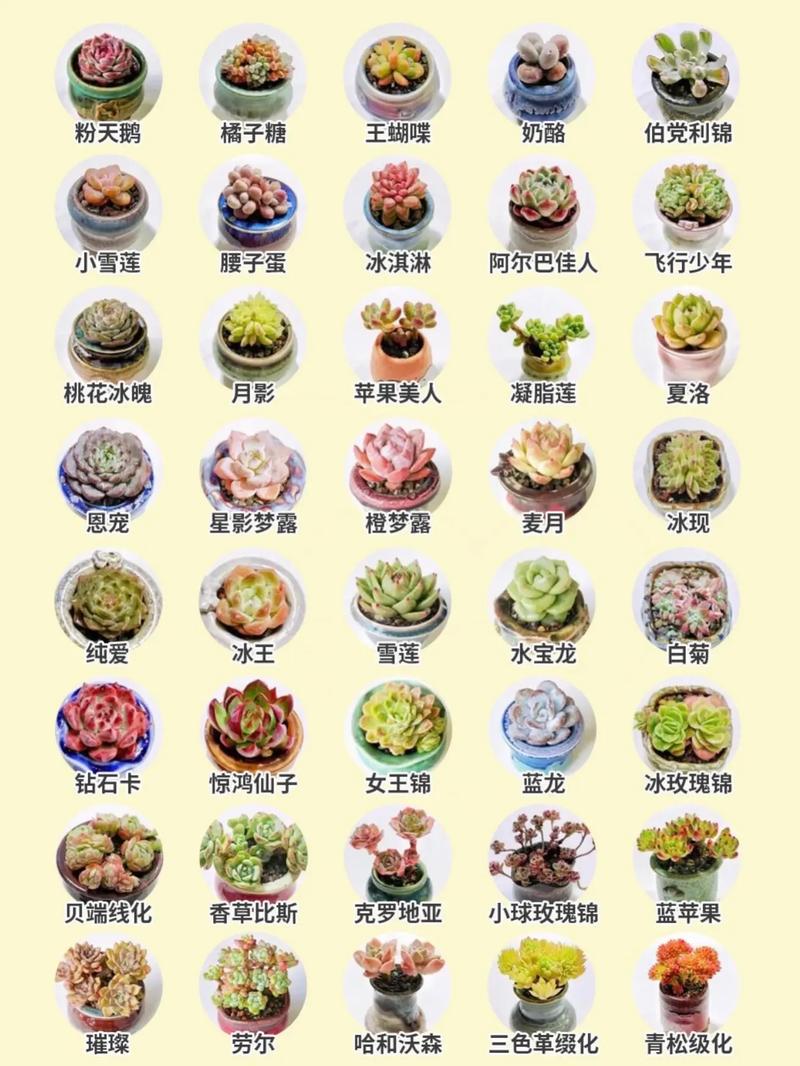 刚买的多肉植物怎么养,刚买回来的多肉怎样栽培?-第3张图片-优品飞百科 刚买的多肉植物怎么养,刚买回来的多肉怎样栽培?-第3张图片-优品飞百科