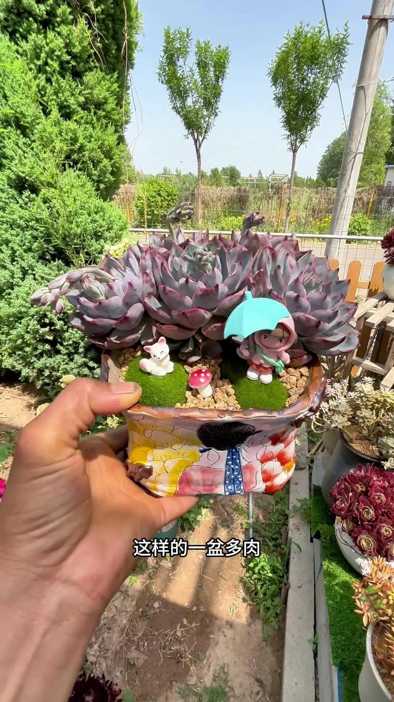 刚买的多肉植物怎么养,刚买回来的多肉怎样栽培?-第8张图片-优品飞百科 刚买的多肉植物怎么养,刚买回来的多肉怎样栽培?-第8张图片-优品飞百科