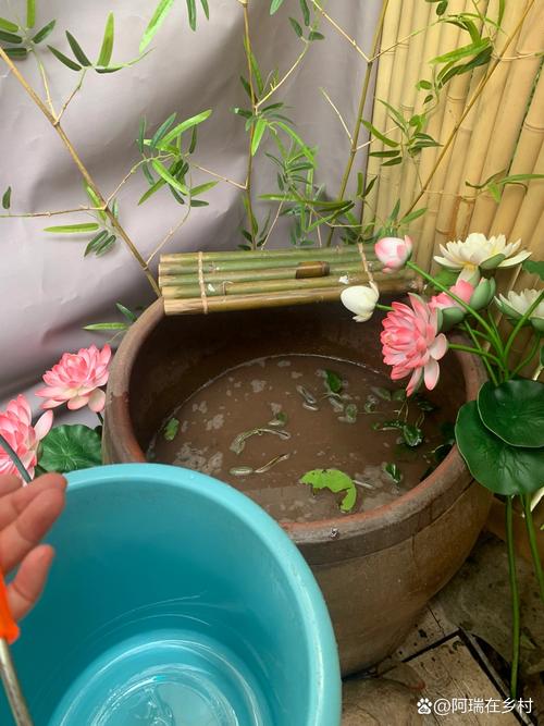 荷花能在鱼缸里养吗，荷花能在鱼缸里养吗视频？