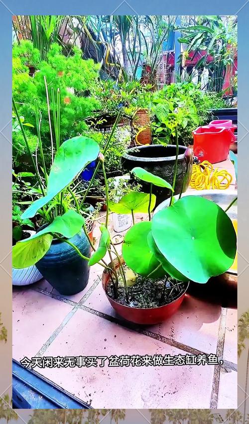 荷花能在鱼缸里养吗，荷花能在鱼缸里养吗视频？-第2张图片-优品飞百科