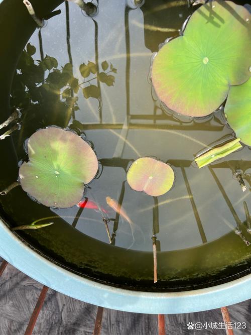 荷花能在鱼缸里养吗，荷花能在鱼缸里养吗视频？-第3张图片-优品飞百科