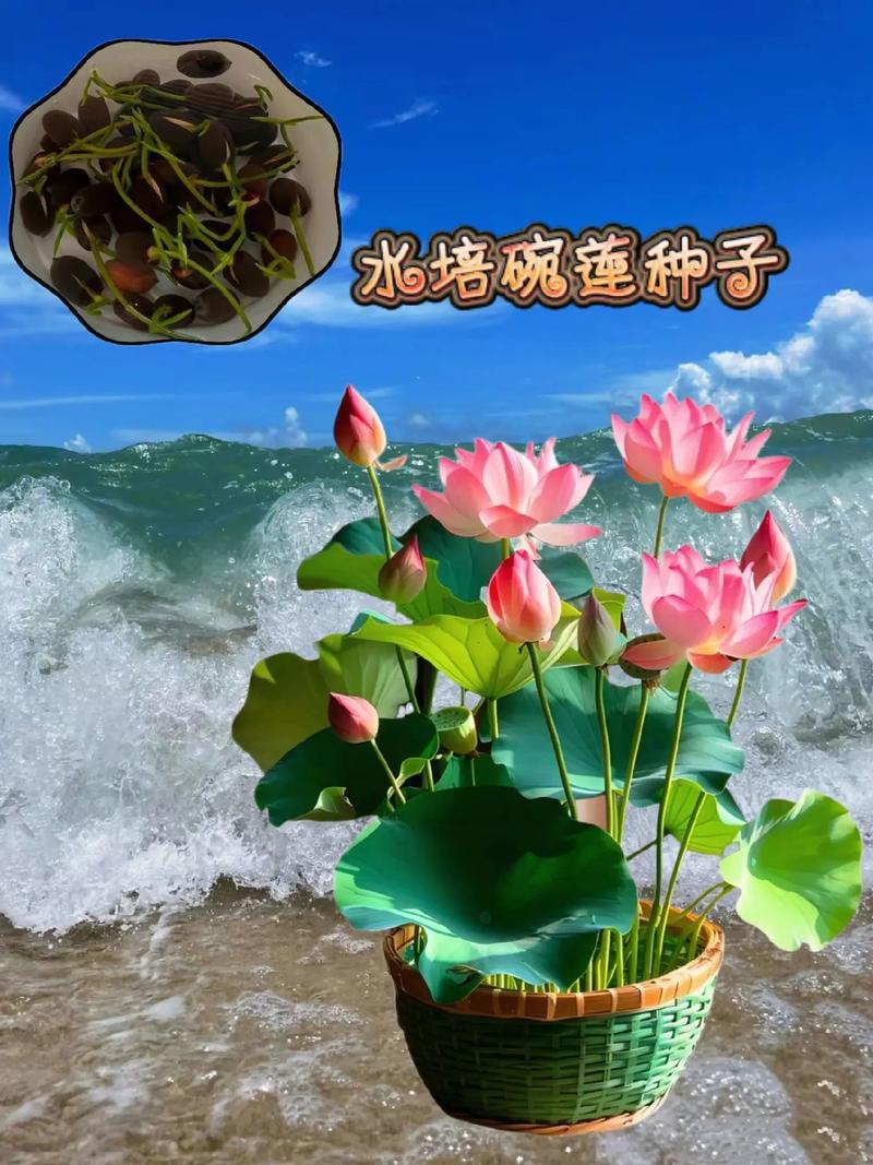 荷花能在鱼缸里养吗，荷花能在鱼缸里养吗视频？-第4张图片-优品飞百科