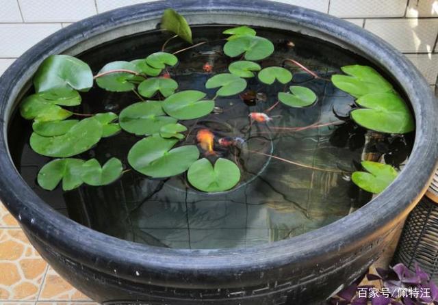 荷花能在鱼缸里养吗，荷花能在鱼缸里养吗视频？-第5张图片-优品飞百科