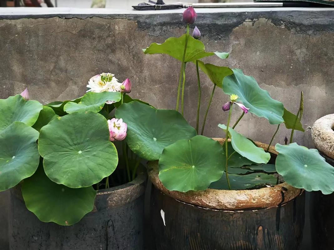 荷花能在鱼缸里养吗，荷花能在鱼缸里养吗视频？-第6张图片-优品飞百科