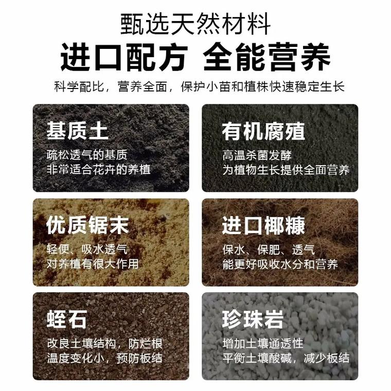 文竹用什么土养好，文竹要用什么土养-第2张图片-优品飞百科