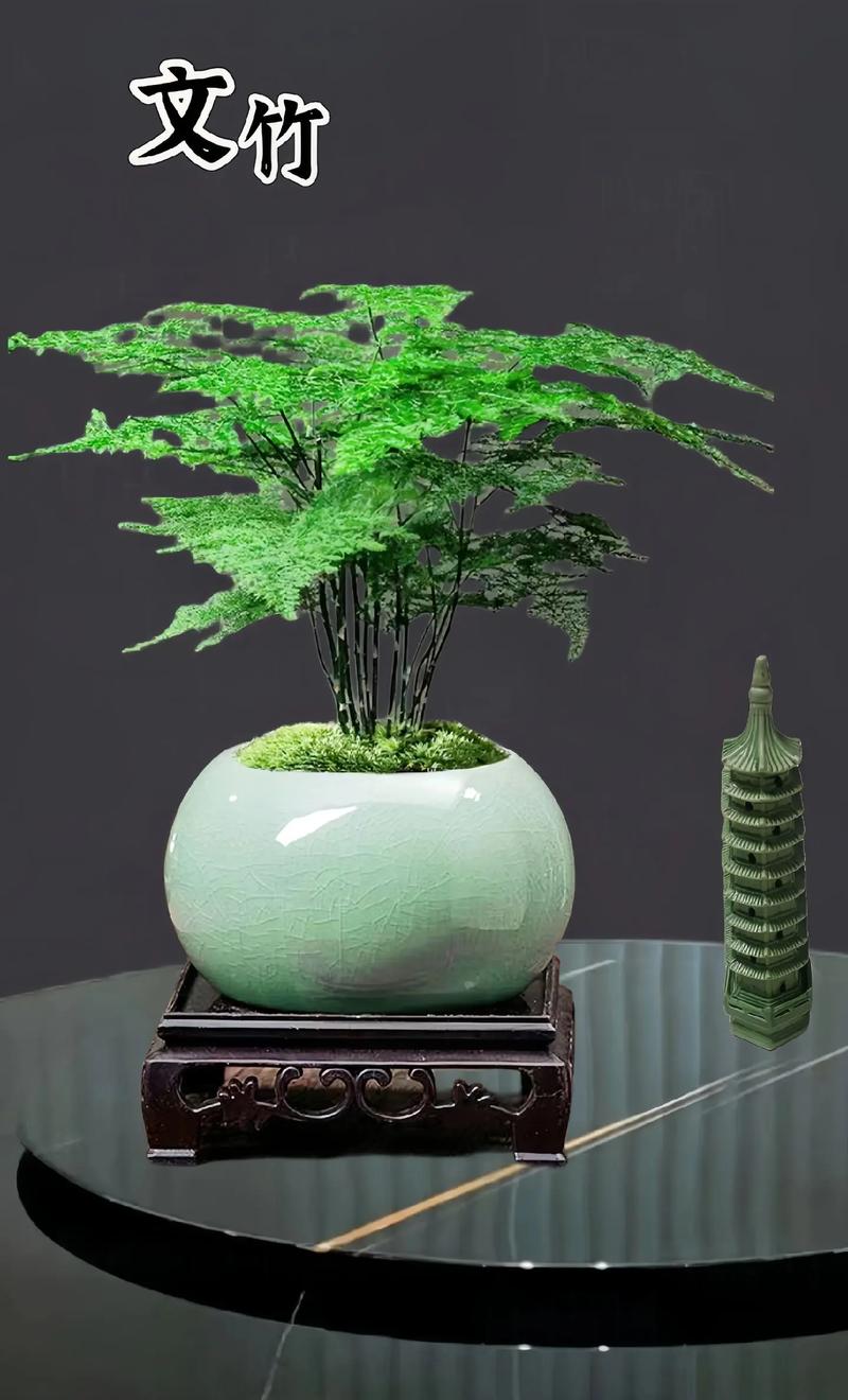 文竹用什么土养好，文竹要用什么土养-第3张图片-优品飞百科