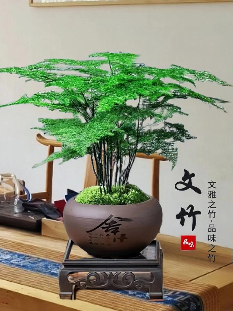 文竹用什么土养好，文竹要用什么土养-第4张图片-优品飞百科