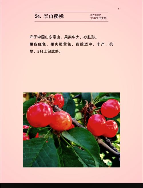 樱桃防鸟绝招，樱桃怎样防鸟吃-第6张图片-优品飞百科