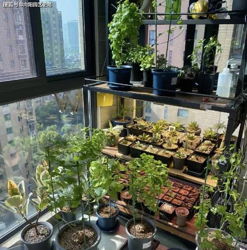 飘香藤爬多高，飘香藤能爬多高？-第5张图片-优品飞百科