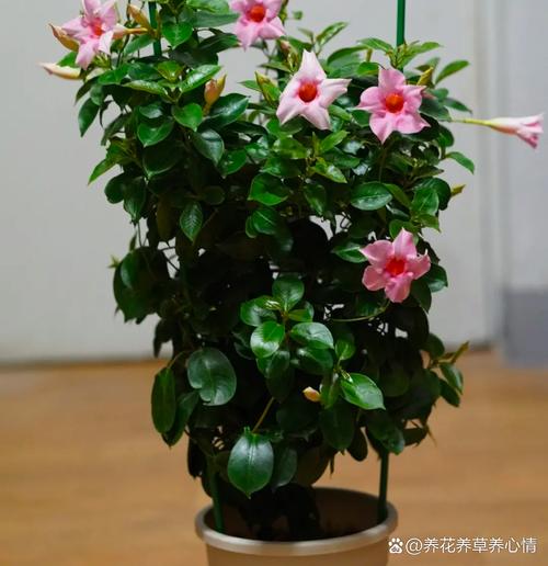 飘香藤爬多高，飘香藤能爬多高？-第6张图片-优品飞百科