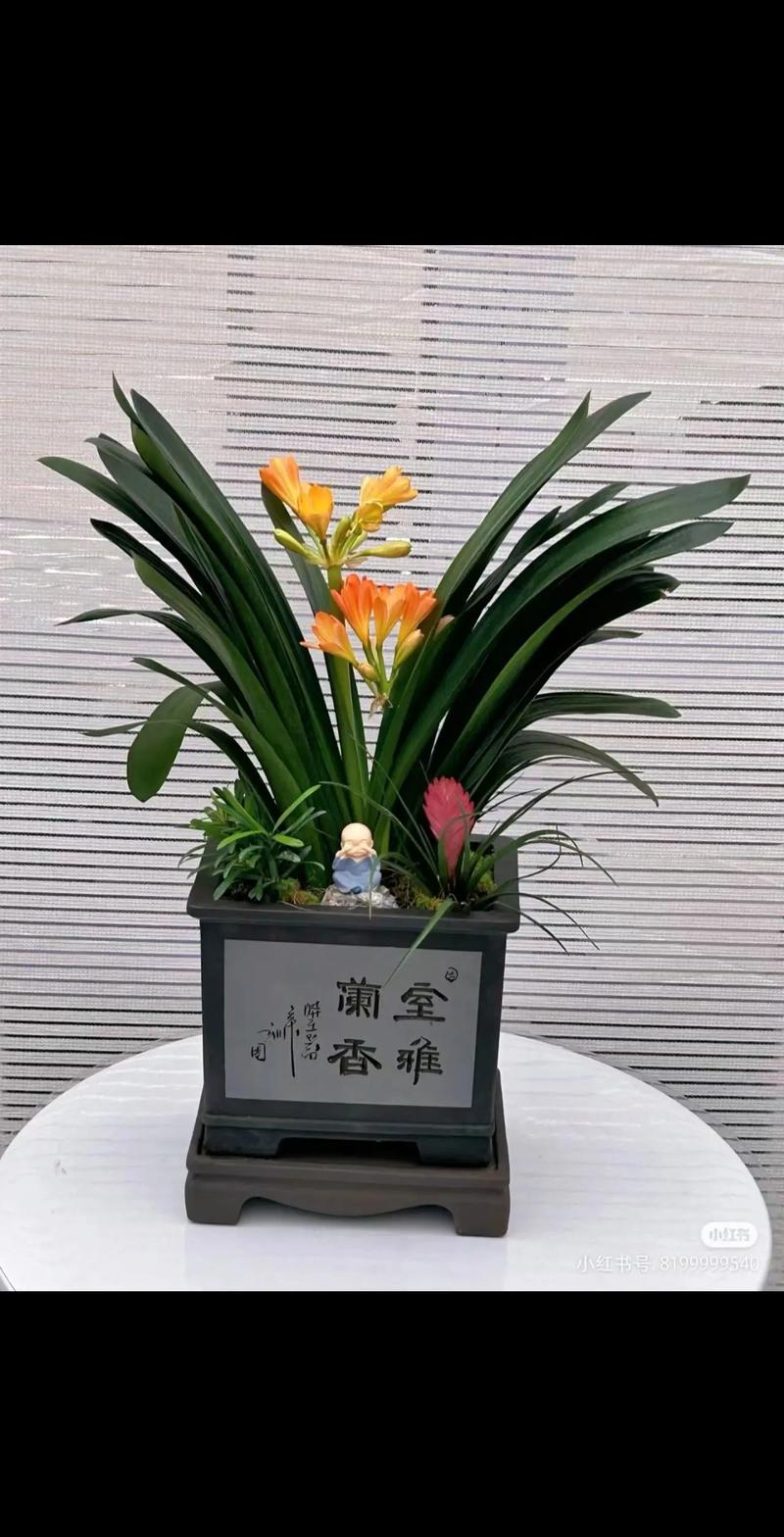 大花君子兰怎么养，大花君子兰怎么养护和浇水-第3张图片-优品飞百科