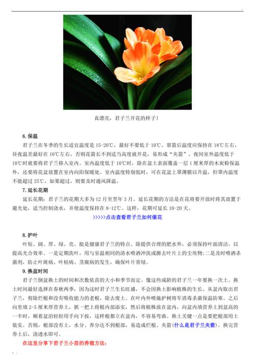 大花君子兰怎么养，大花君子兰怎么养护和浇水-第4张图片-优品飞百科