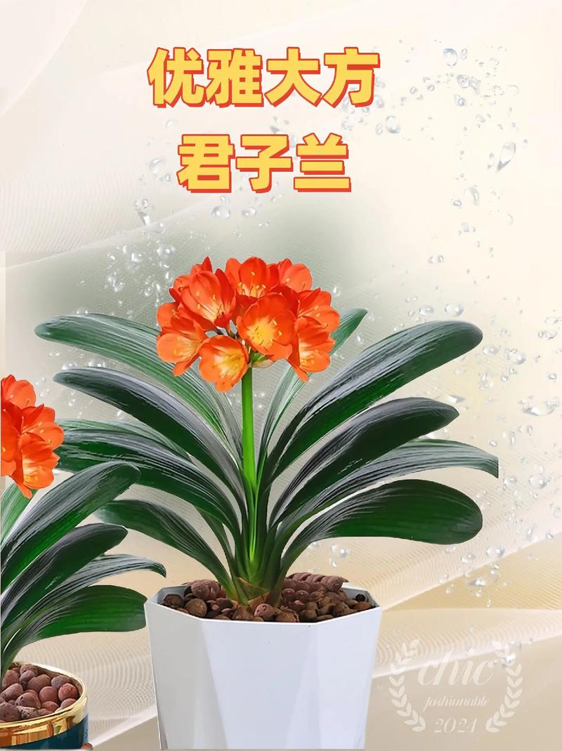 大花君子兰怎么养，大花君子兰怎么养护和浇水-第6张图片-优品飞百科