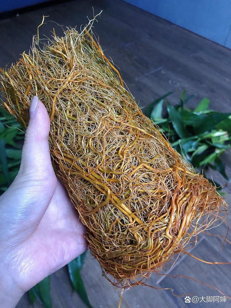 富贵竹怎么修剪,富贵竹怎么修剪枝叶视频教程?-第2张图片-优品飞百科 富贵竹怎么修剪,富贵竹怎么修剪枝叶视频教程?-第2张图片-优品飞百科