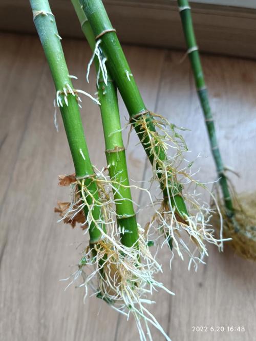富贵竹怎么修剪,富贵竹怎么修剪枝叶视频教程?-第5张图片-优品飞百科 富贵竹怎么修剪,富贵竹怎么修剪枝叶视频教程?-第5张图片-优品飞百科